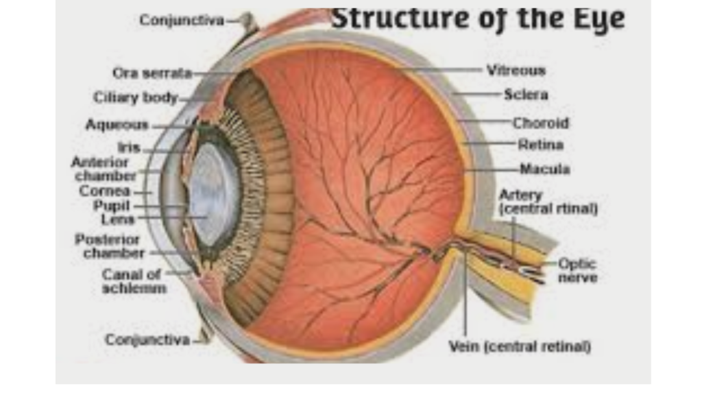 आँखें, संरचना ,कार्य, और स्वास्थ्य की पूरी जानकारी